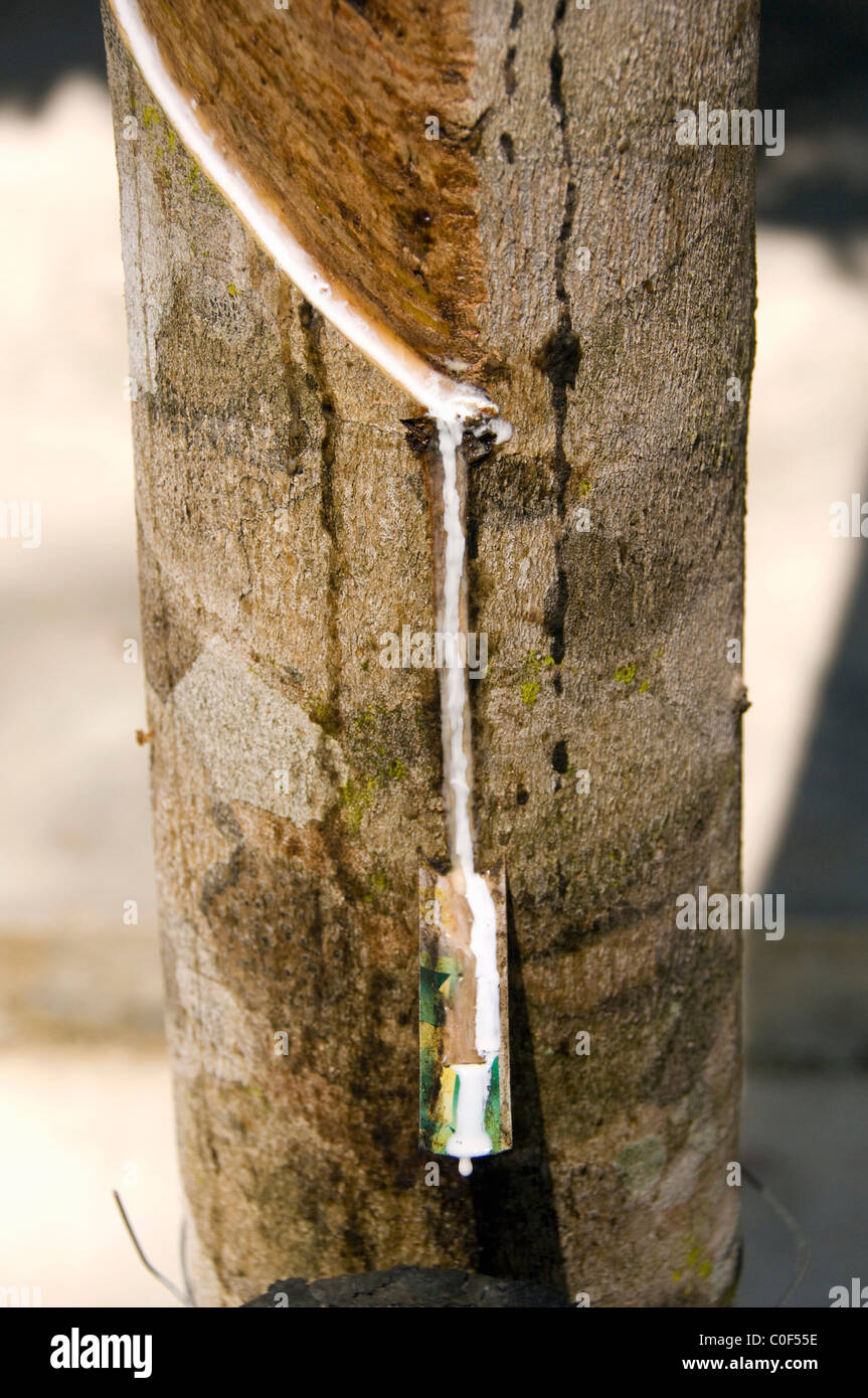 Asia, Thailandia, Phang-Nga. Locale piantagione di gomma, toccando in lattice di gomma dalla struttura ad albero. Foto Stock