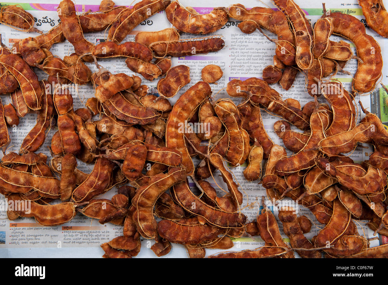 Tamarindus indica. Asciugando fuori rovinata di semi di tamarindo baccelli, India. Andhra Pradesh, India Foto Stock