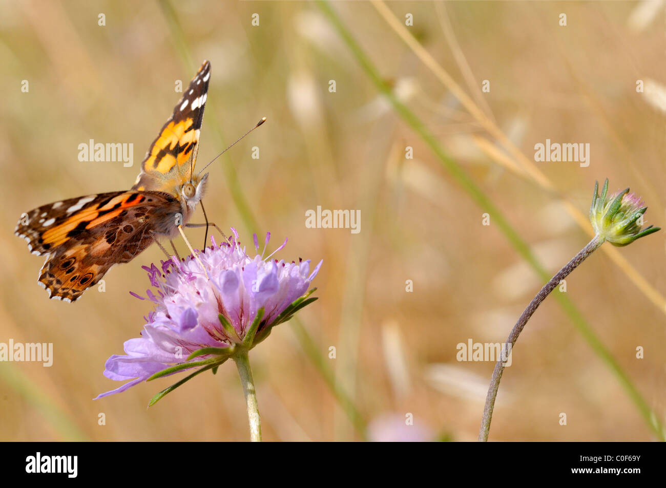 Closeup dipinto lady butterfly (Vanessa cardui) alimentazione su mauve scabiosa fiore Foto Stock