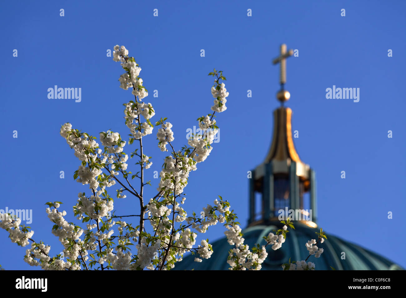 Fiore di Ciliegio vicino a cupola di Berlino in primavera Foto Stock