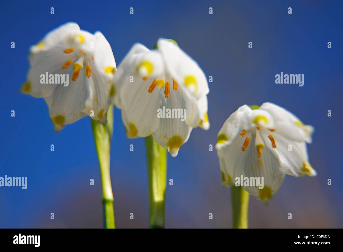 Leucojum vernum, bucaneve. Foto Stock