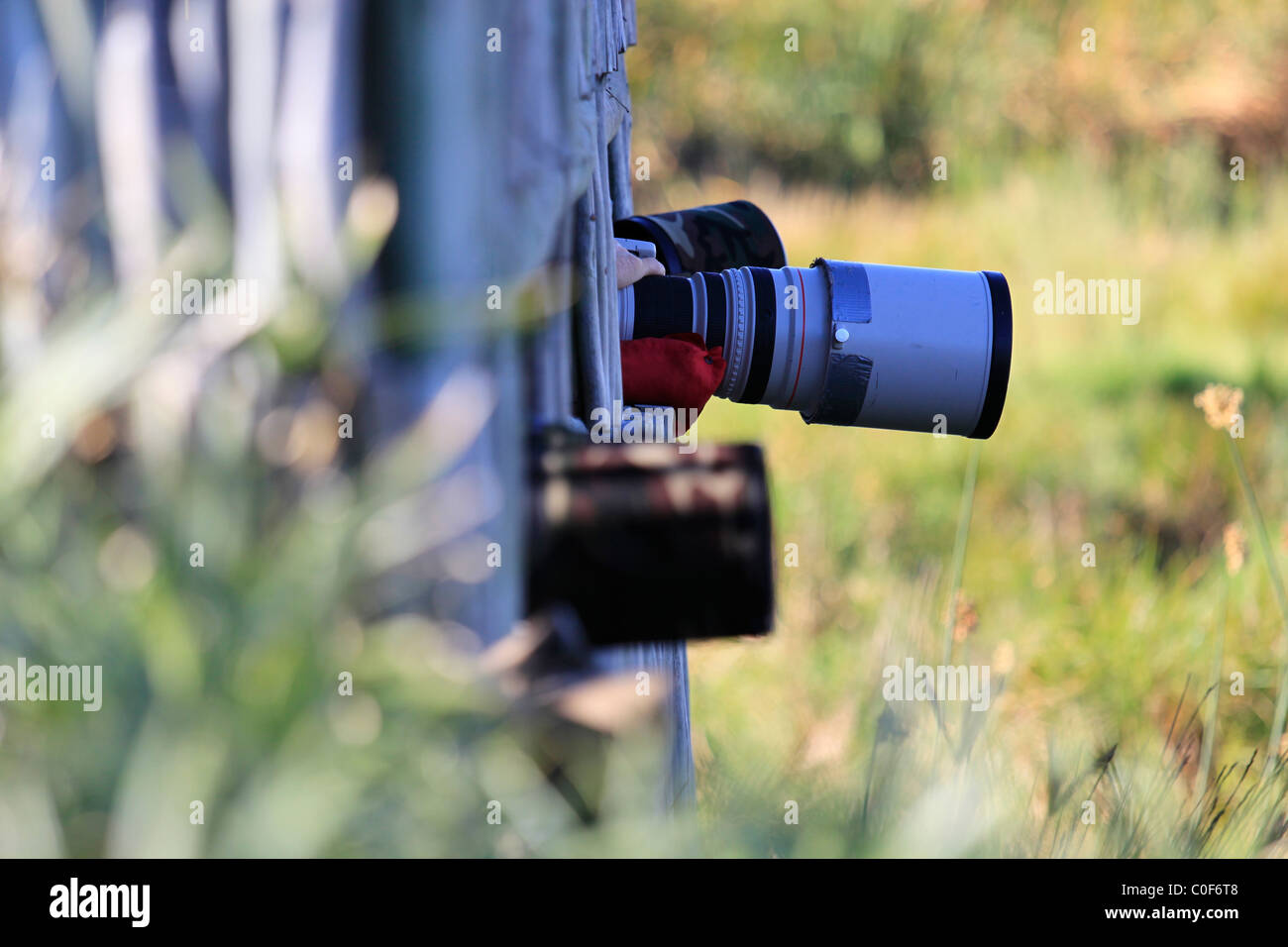 Fotografi di nascondere a intaka Island Bird Sanctuary vicino a cape town, Sud Africa. Foto Stock