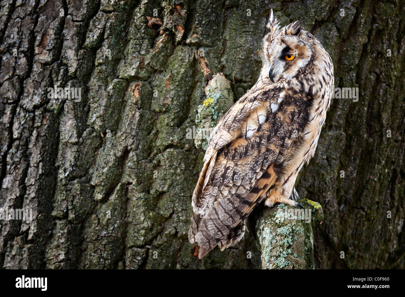 Long Eared Owl - Asio otus Foto Stock