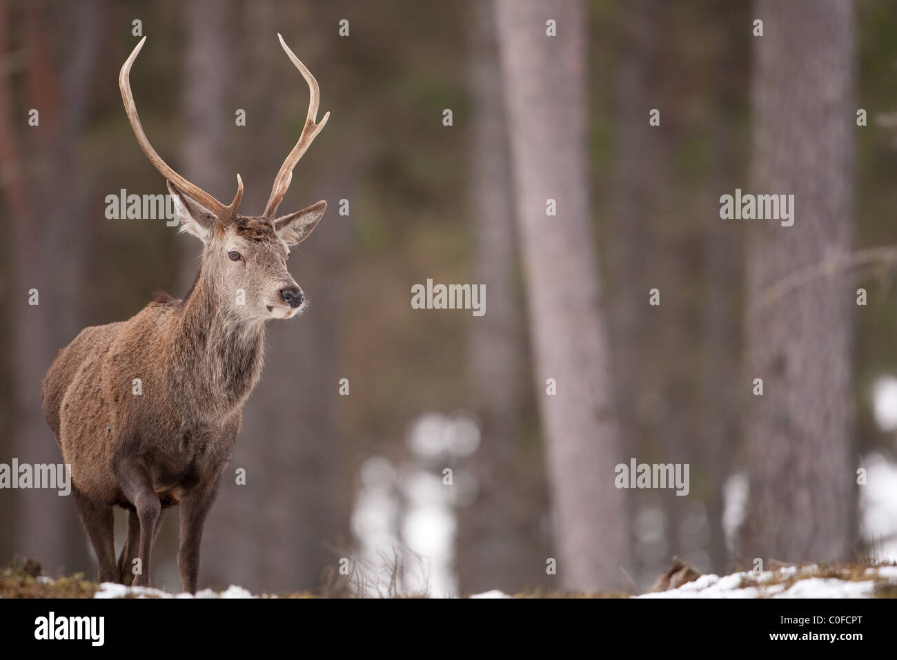 Red Deer Cervo nella neve sul Alvie Estate nelle Highlands scozzesi Foto Stock