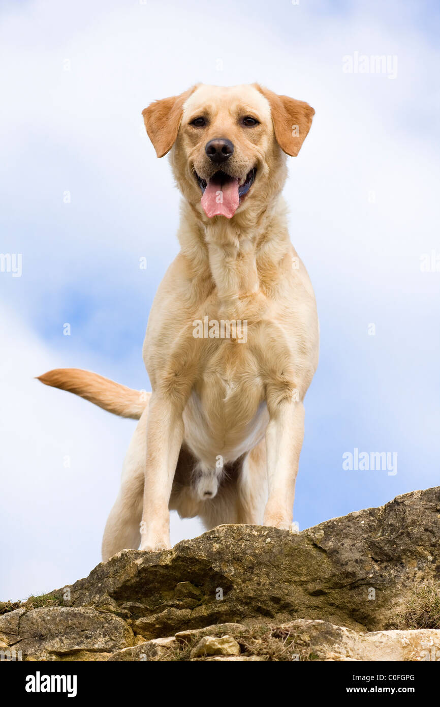 Il Labrador giallo permanente sulla scogliera Foto Stock