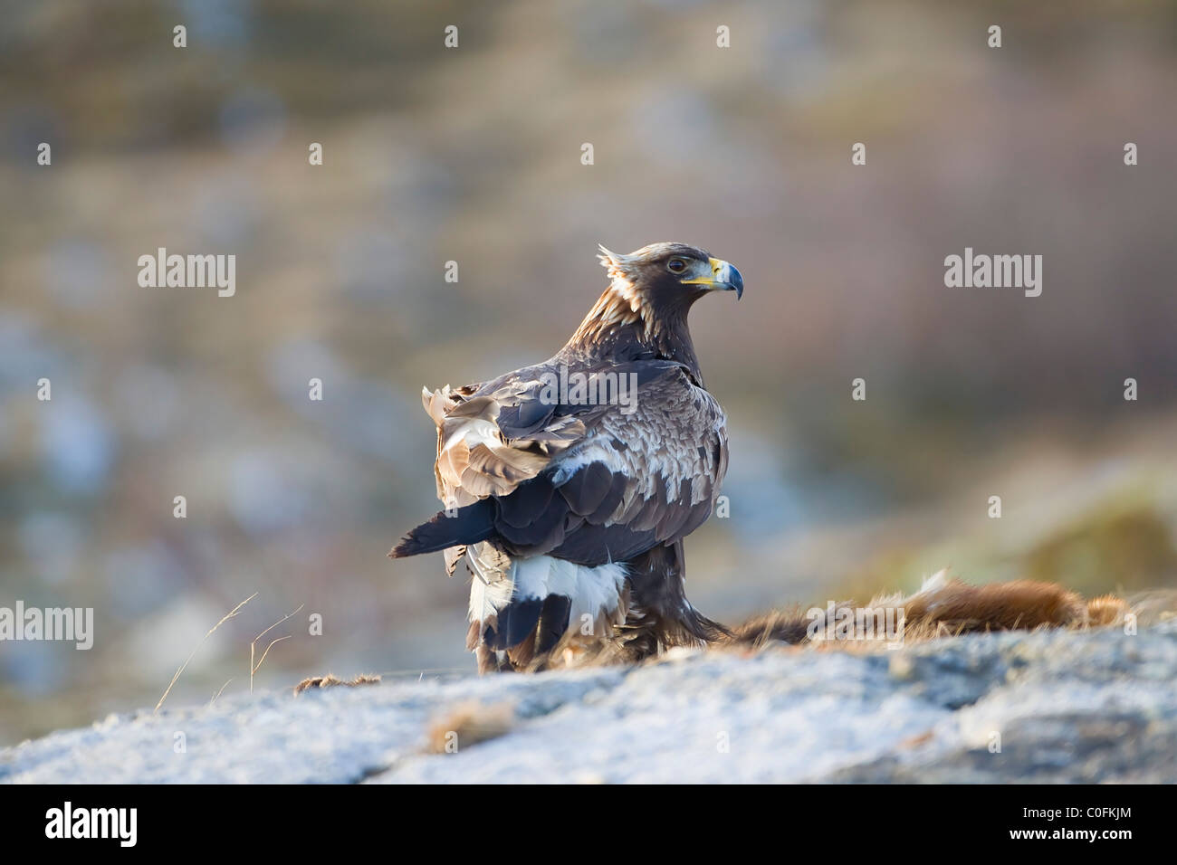 Aquila reale (Aquila chrysaetos) sulla protezione adiacente alla carcassa di un capriolo e con il suo piumaggio soffiando in una brezza leggera Foto Stock