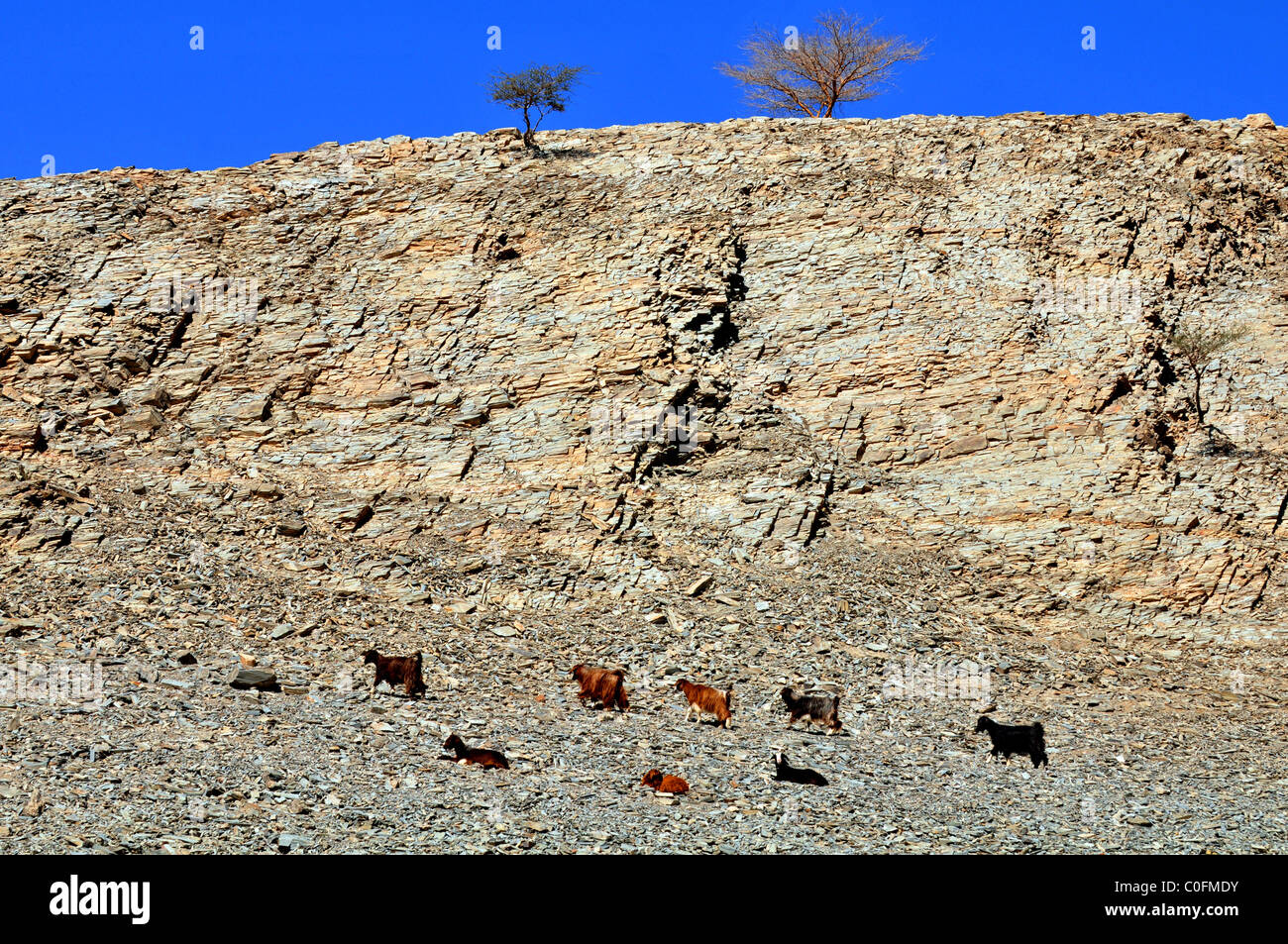 Capre selvatiche e scogliere di wadi. Il Sultanato di Oman. Foto Stock