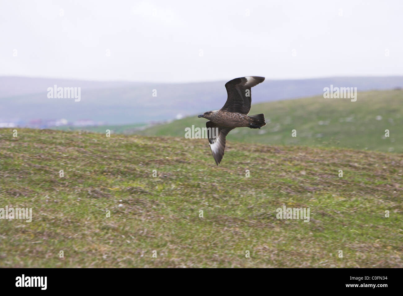 Grande Skua Stercorarius skua in volo territoriale su Mousa, Isole Shetland in giugno. Foto Stock