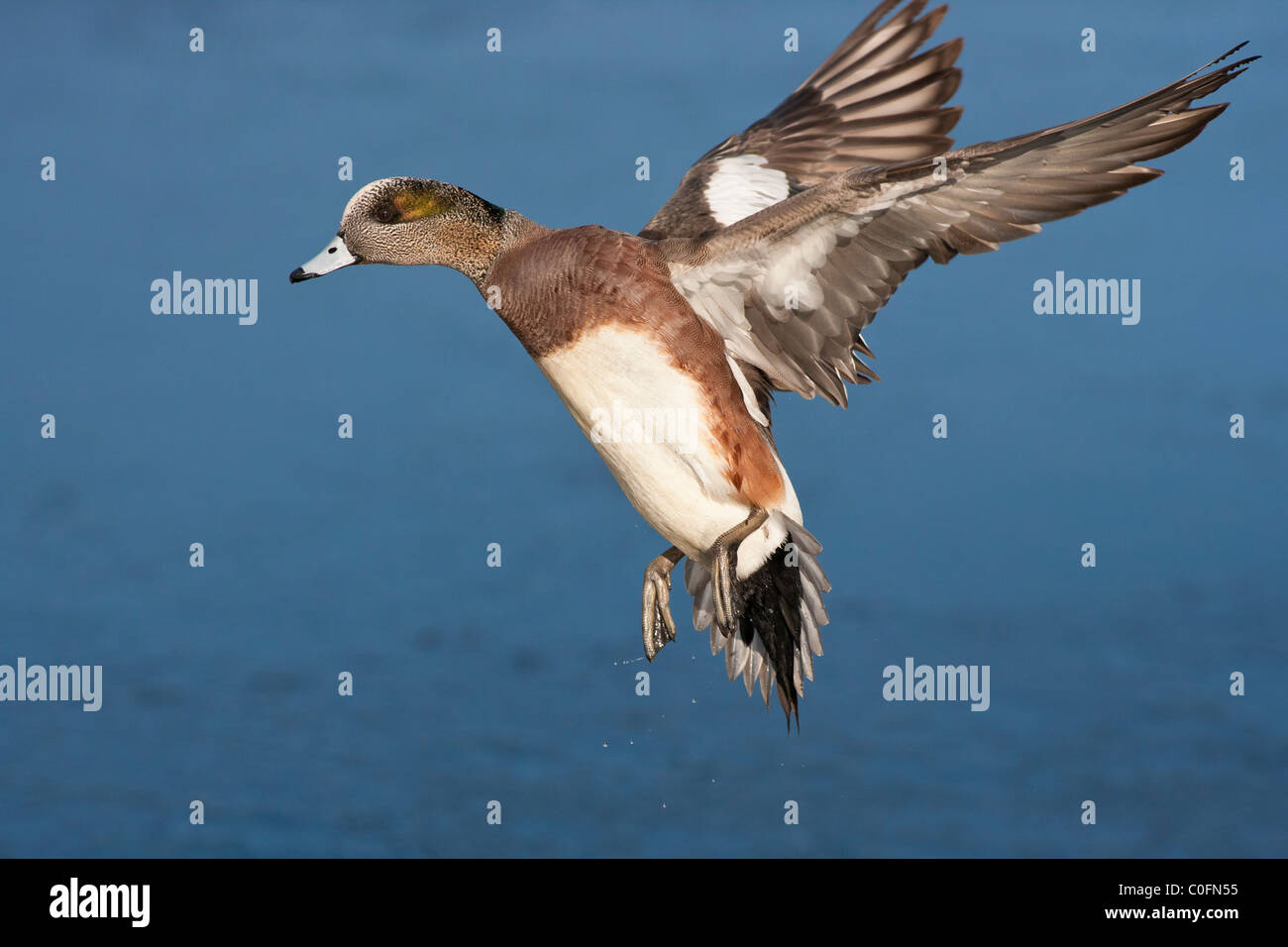 American wigeon duck drake preparazione a terra sulla laguna gelata-Victoria, British Columbia, Canada. Foto Stock