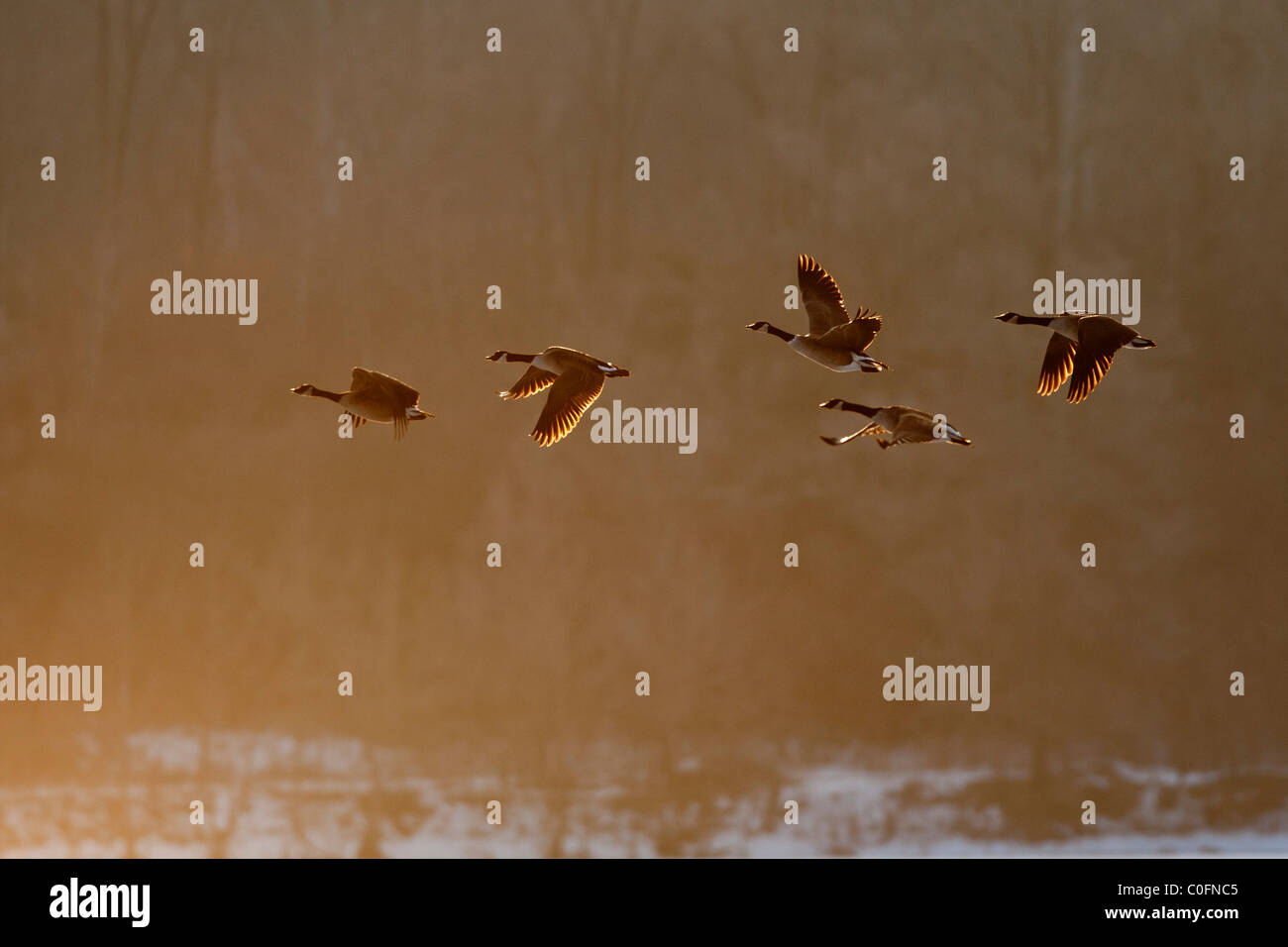 Oche del Canada in volo Foto Stock