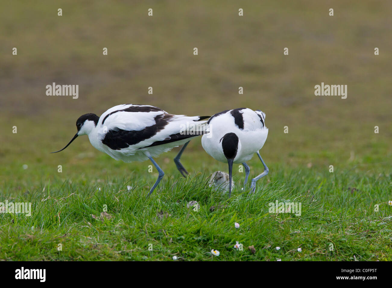 Avocette (Recurvirostra avosetta) con pulcini in prati, Germania Foto Stock