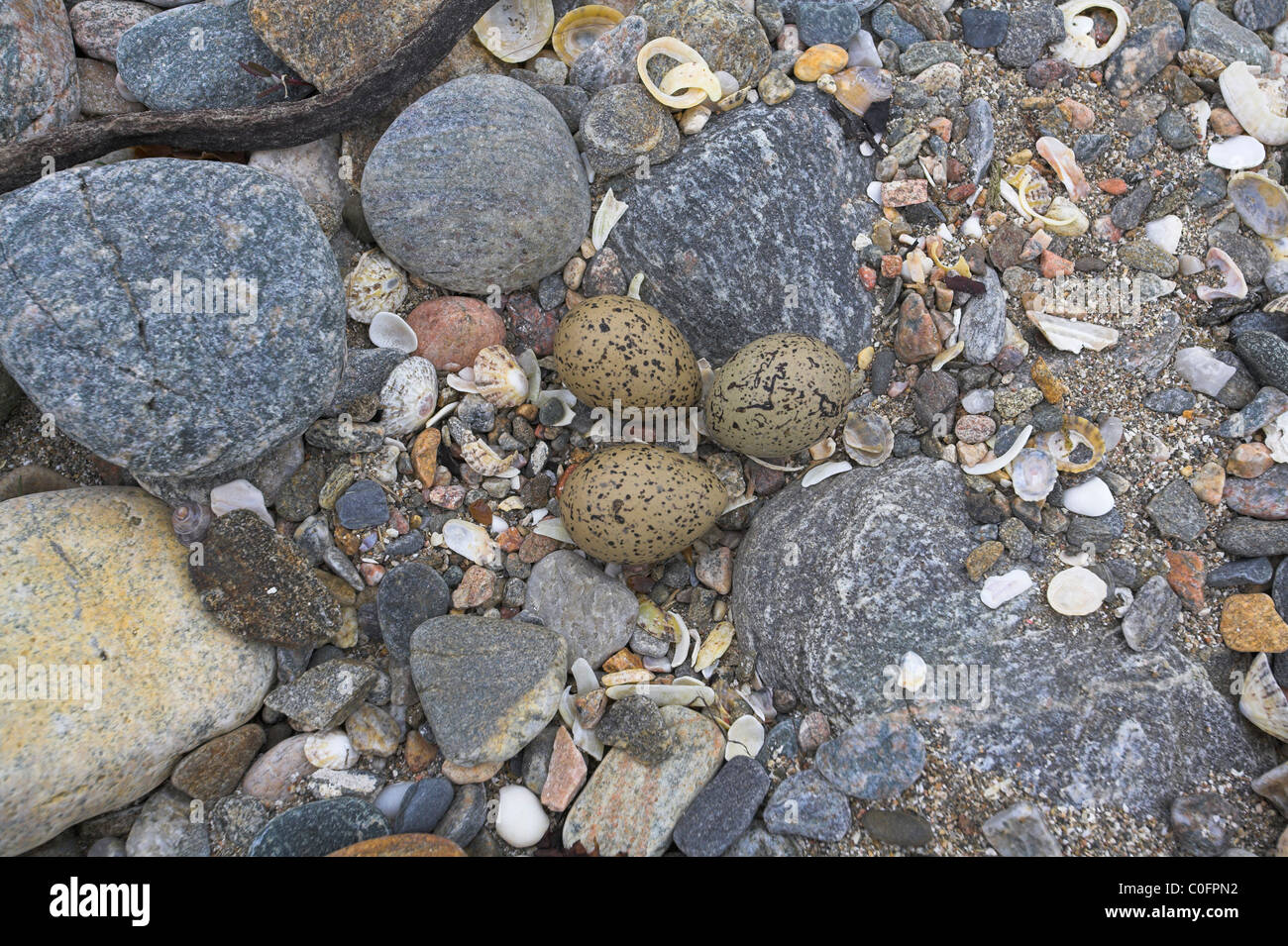 Eurasian Oystercatcher Haematopus ostralegus nest sito a Fetlar, Isole Shetland in giugno. Foto Stock