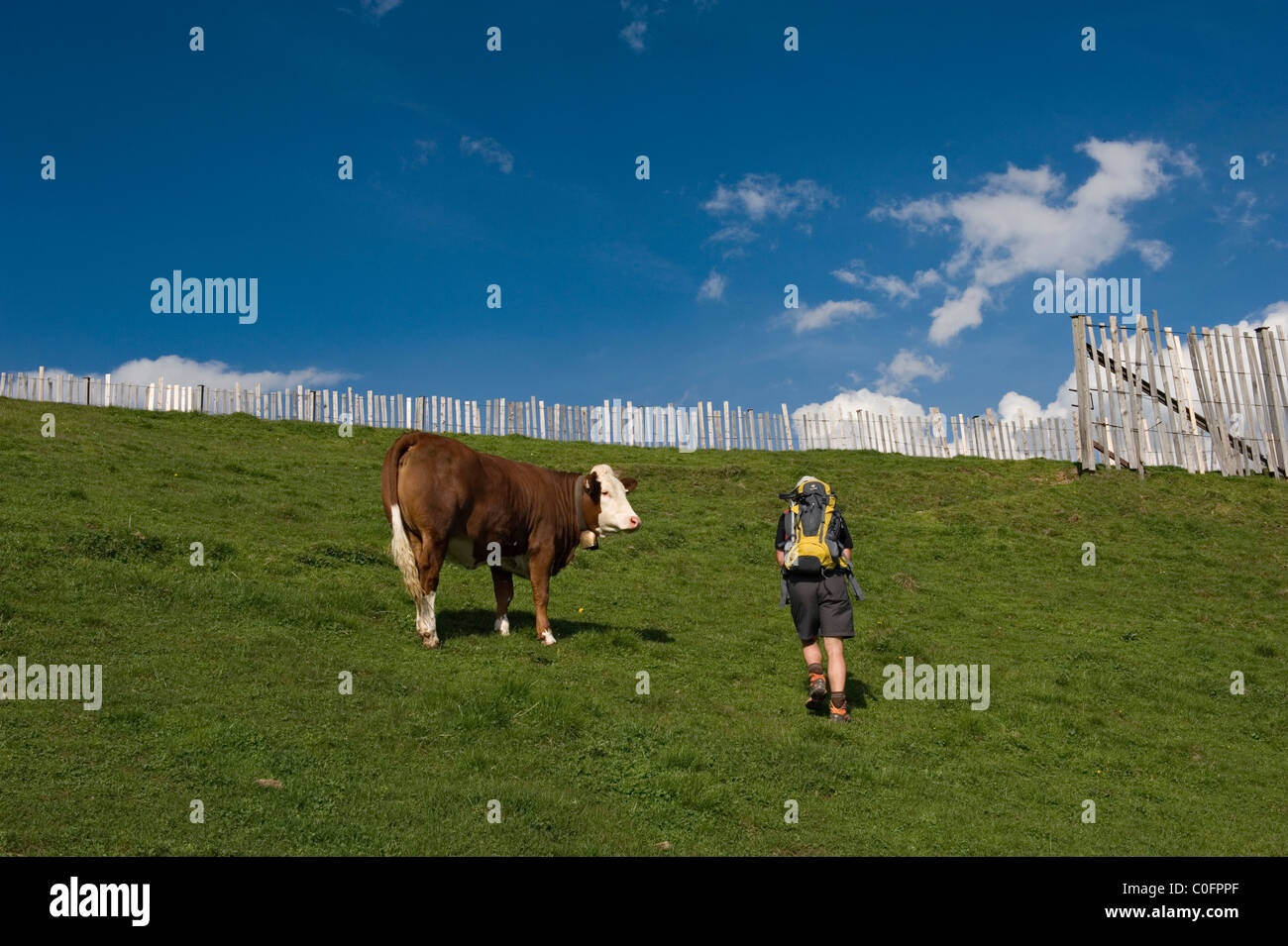 Una vacca da latte guarda al passaggio di un escursionista maschio Kitzbuheler Horn Kitzbuehel Tirolo, Austria Foto Stock