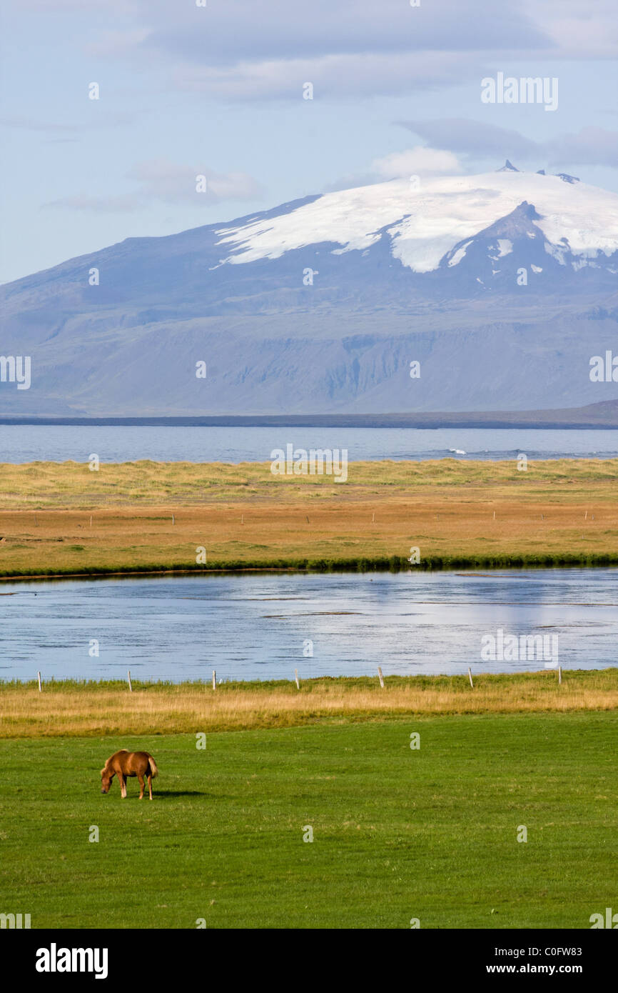 Un cavallo lambisce sulla penisola Snaefellsnes in Islanda, lontano ghiacciaio Snaefellsjokull riflette in un stagno nelle vicinanze. Foto Stock