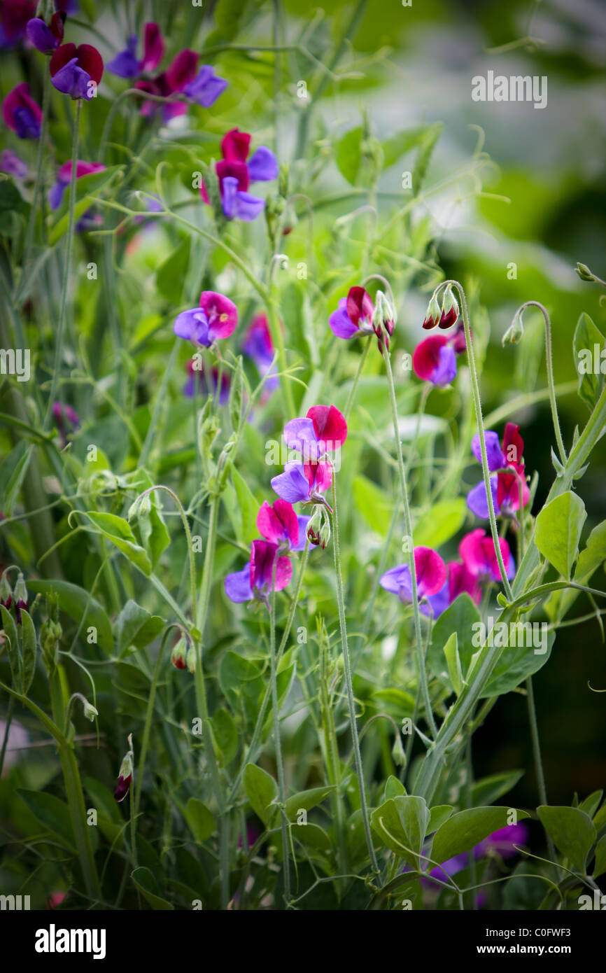 I piselli in crescita nel periodo estivo in un riparto o giardino in Bretagna Foto Stock