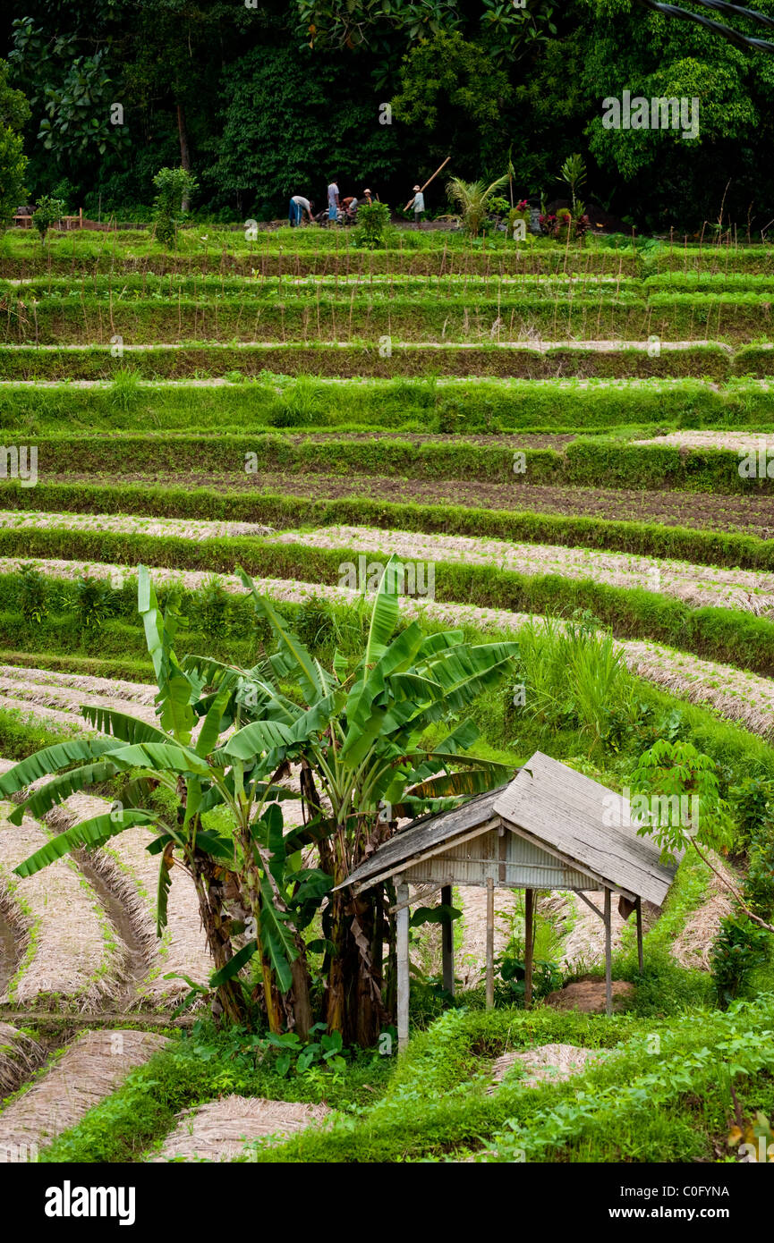 La Valle di Sideman di Bali, Indonesia, produce riso e verdure. Lavoratori semi vegetali in terrazze di riso per la rotazione delle colture. Foto Stock La Valle di Sideman di Bali, Indonesia, produce riso e verdure. Lavoratori semi vegetali in terrazze di riso per la rotazione delle colture. Foto Stock