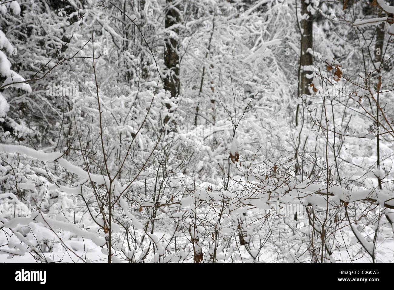 I rami degli alberi del bosco invernale Foto Stock