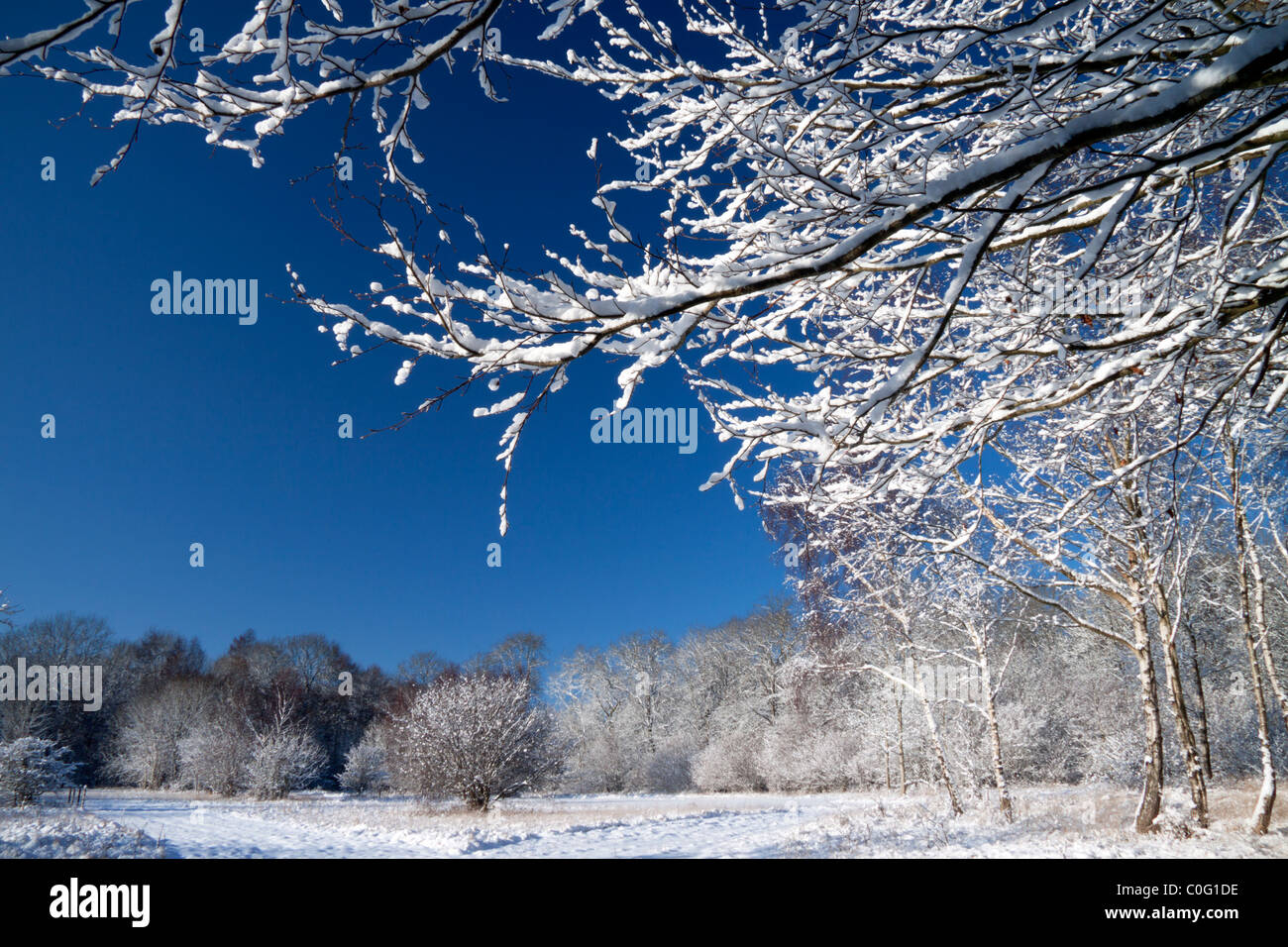 Coperta di neve rami in corrispondenza di un bordo di una radura boschiva in legno Grovely nel Wiltshire. Foto Stock