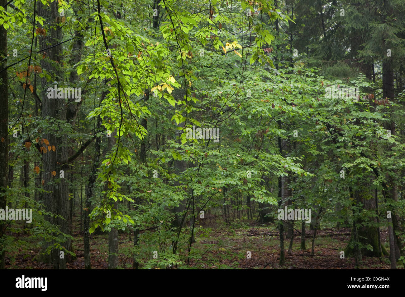 Decidui autunnali stand della foresta di Bialowieza con carpino succursale in primo piano Foto Stock