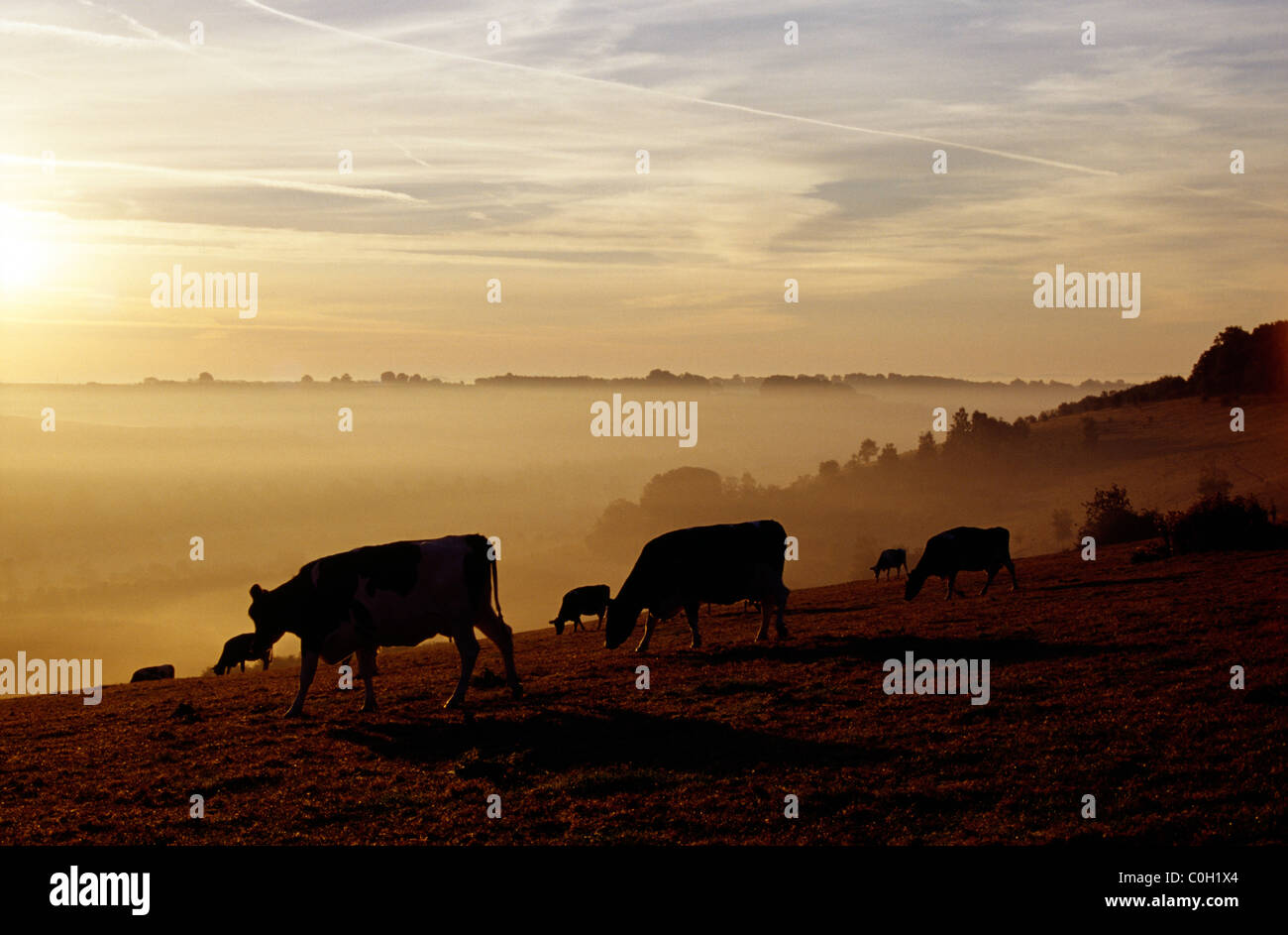 Bestiame al pascolo a sunrise vicino a sud Newton nella Wylye Valley, Wiltshire. Foto Stock