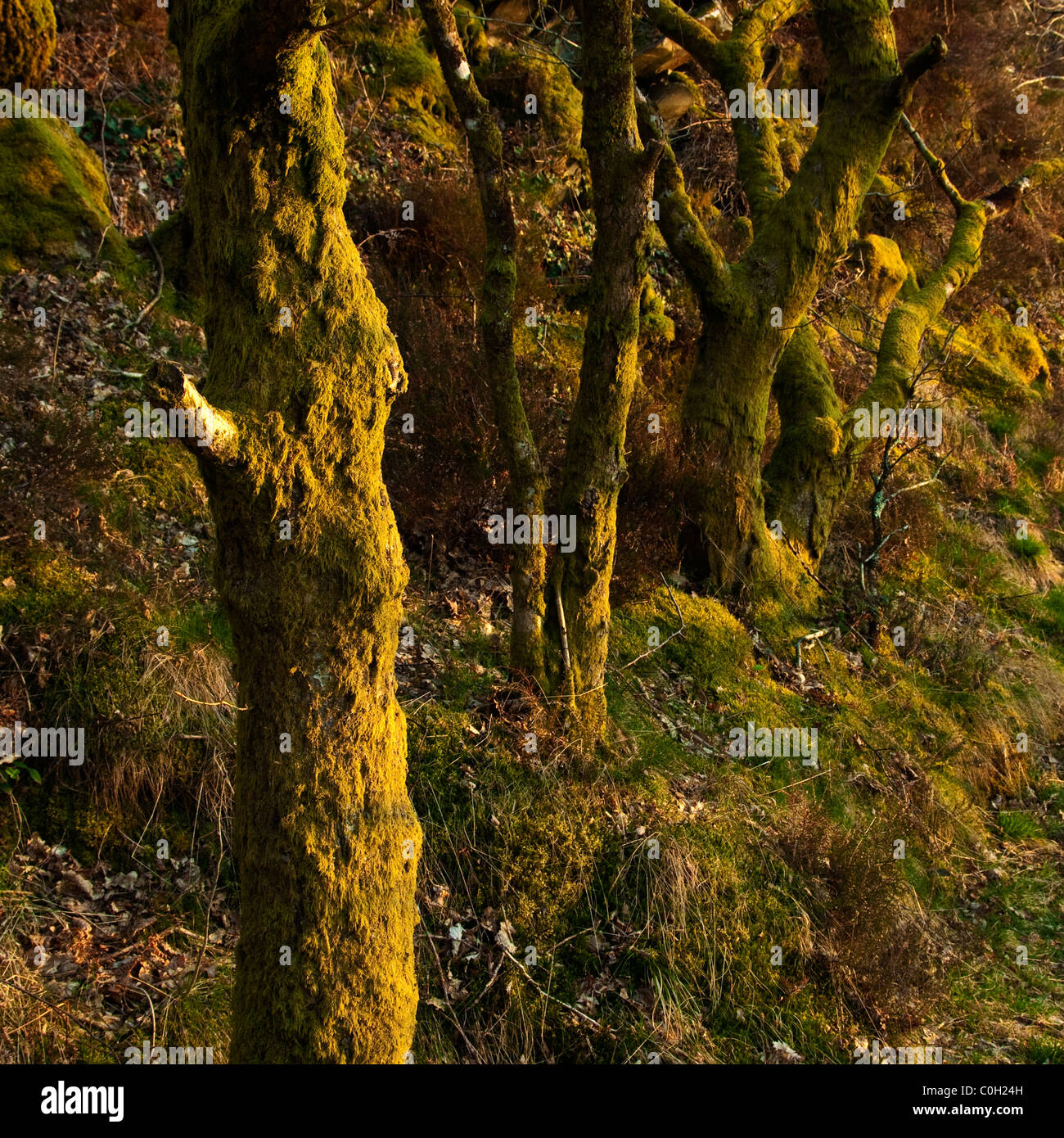Moss alberi coperti Foto Stock