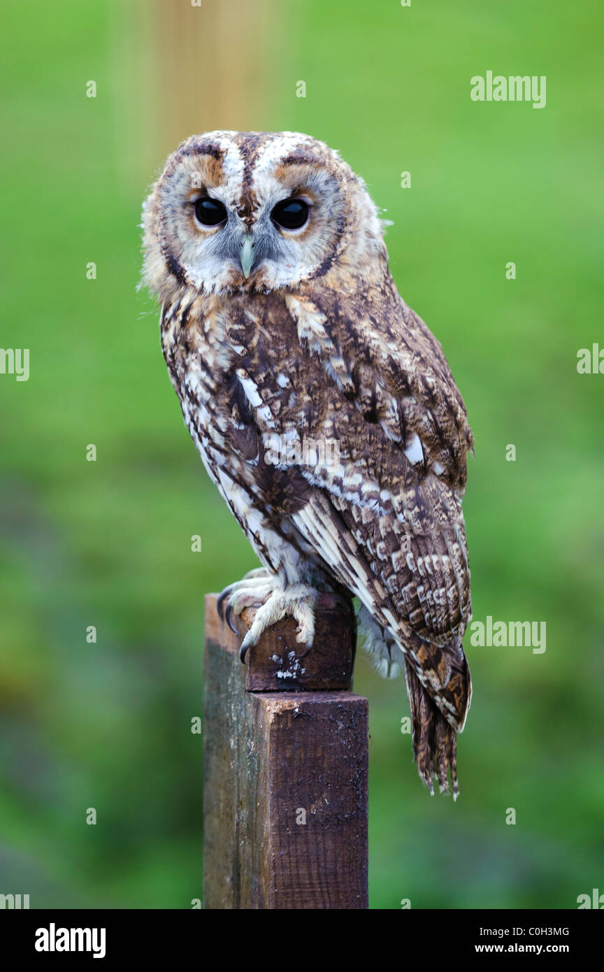 Allocco (Strix aluco), femmina Foto Stock