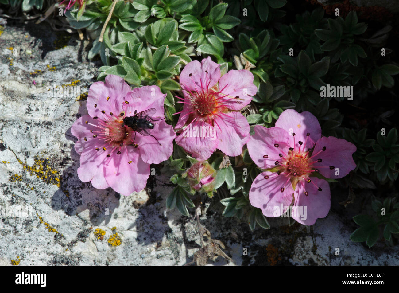 Pink Cinquefoil (Potentilla nitida) Foto Stock