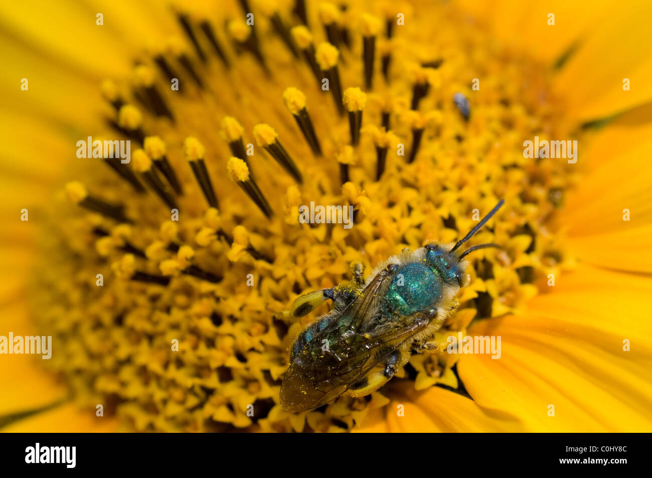 Il sudore bee (Halictidae) alimentazione da un messicano di girasole (Tithonia tubaeformis) Foto Stock