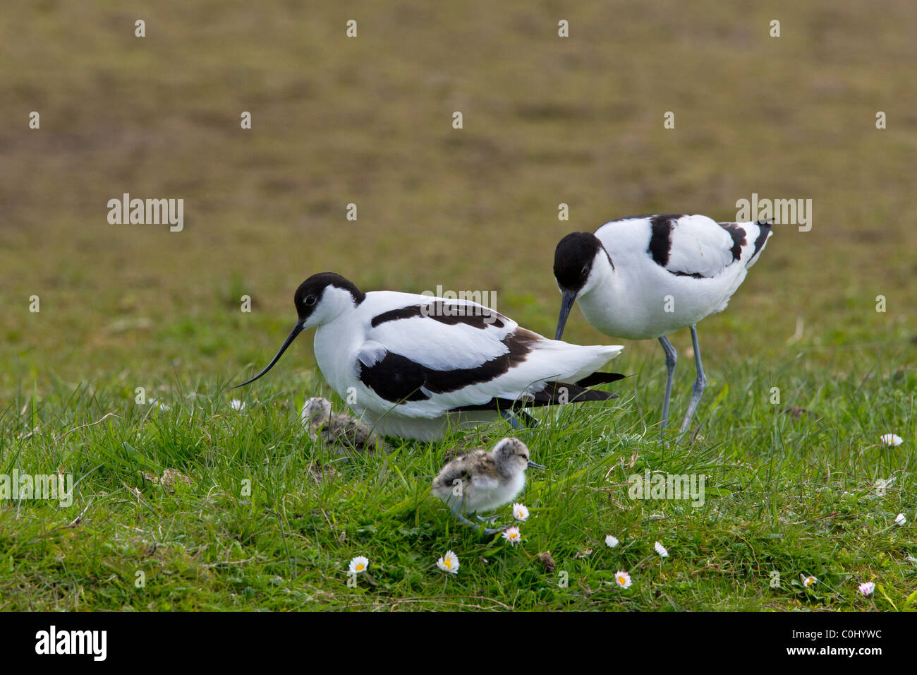 Avocette (Recurvirostra avosetta) con pulcini in prati, Germania Foto Stock