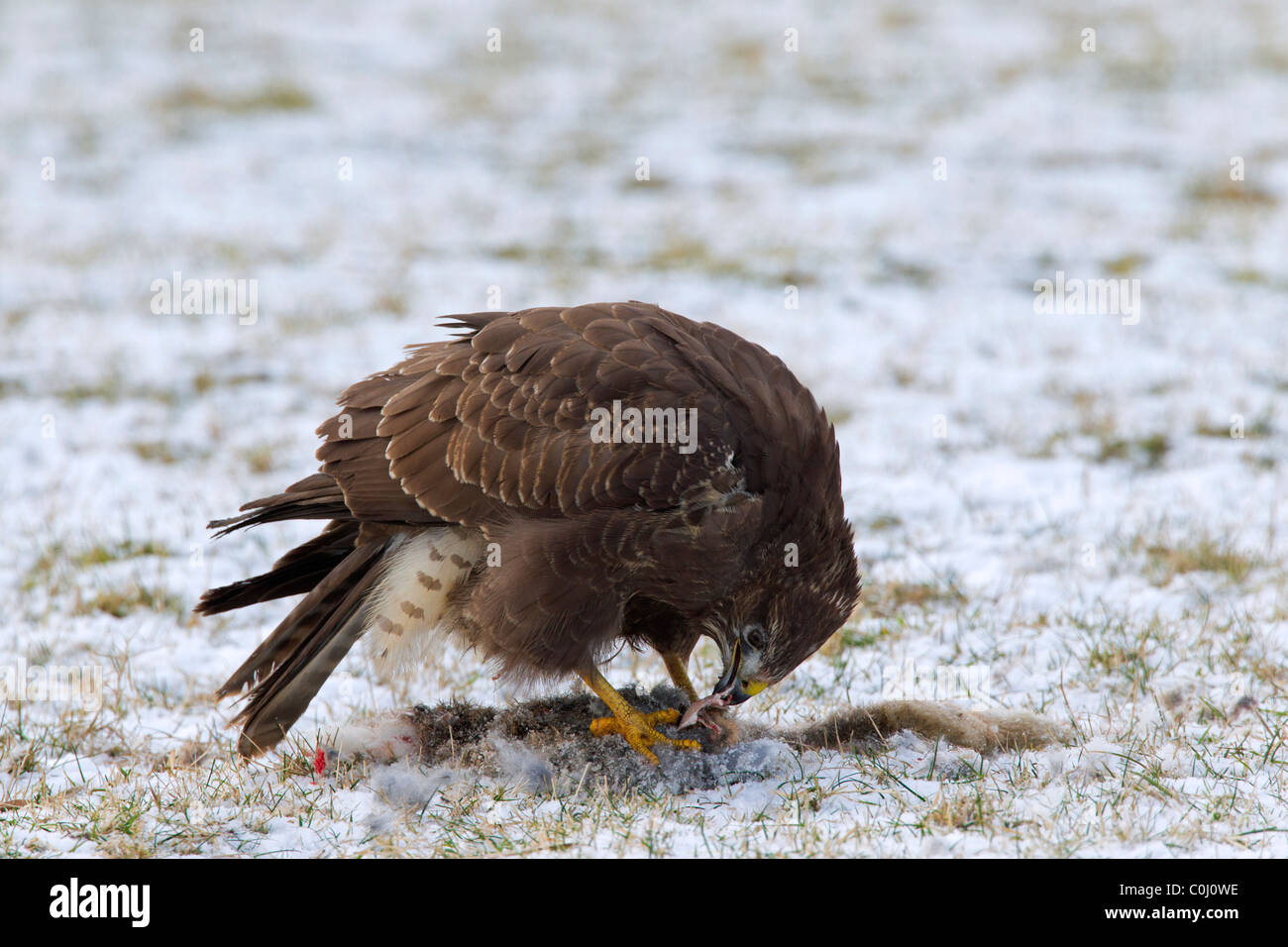 Comune poiana (Buteo buteo) alimentazione su lepre nella neve in inverno Foto Stock