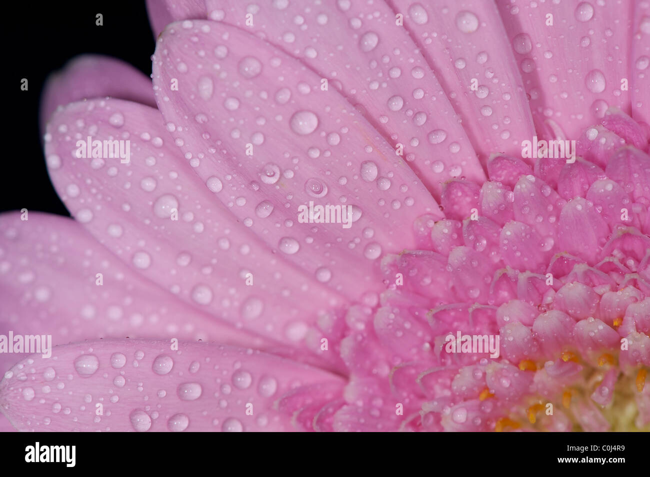 Una rosa, verde e giallo daisy macro di fiori con gocce di acqua e uno sfondo nero Foto Stock