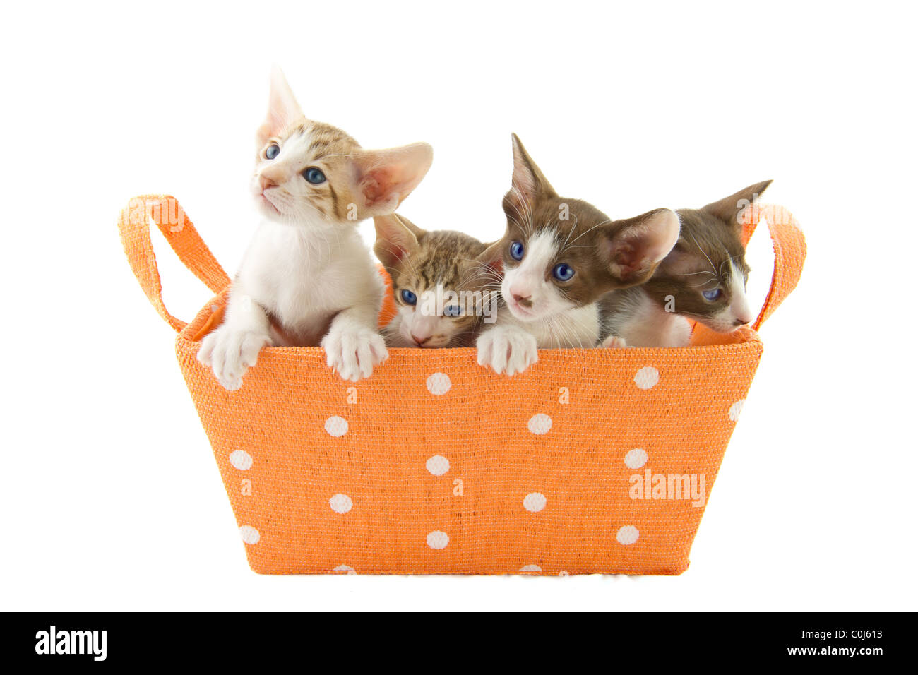 Piccolo gattino gatti in arancione basket a sfondo bianco Foto Stock