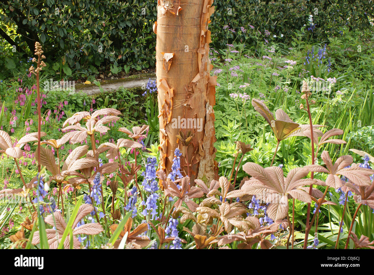 Acer griseum corteccia ornamentale Foto Stock