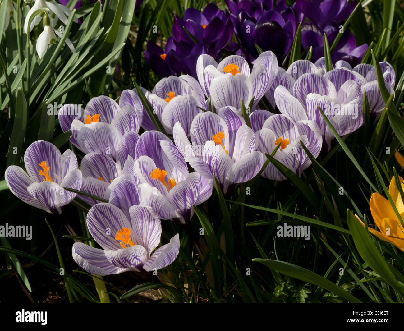 Soleggiato di crochi a molla Foto Stock