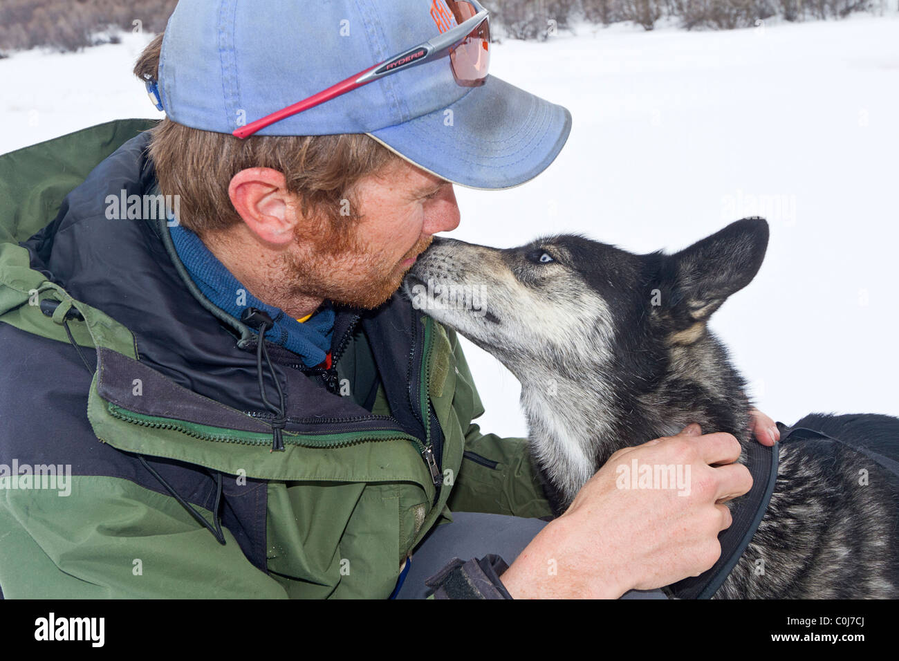 Sled Dog guida prepara i suoi cani per una corsa in una zona rurale fuori Park City, Utah. Foto Stock