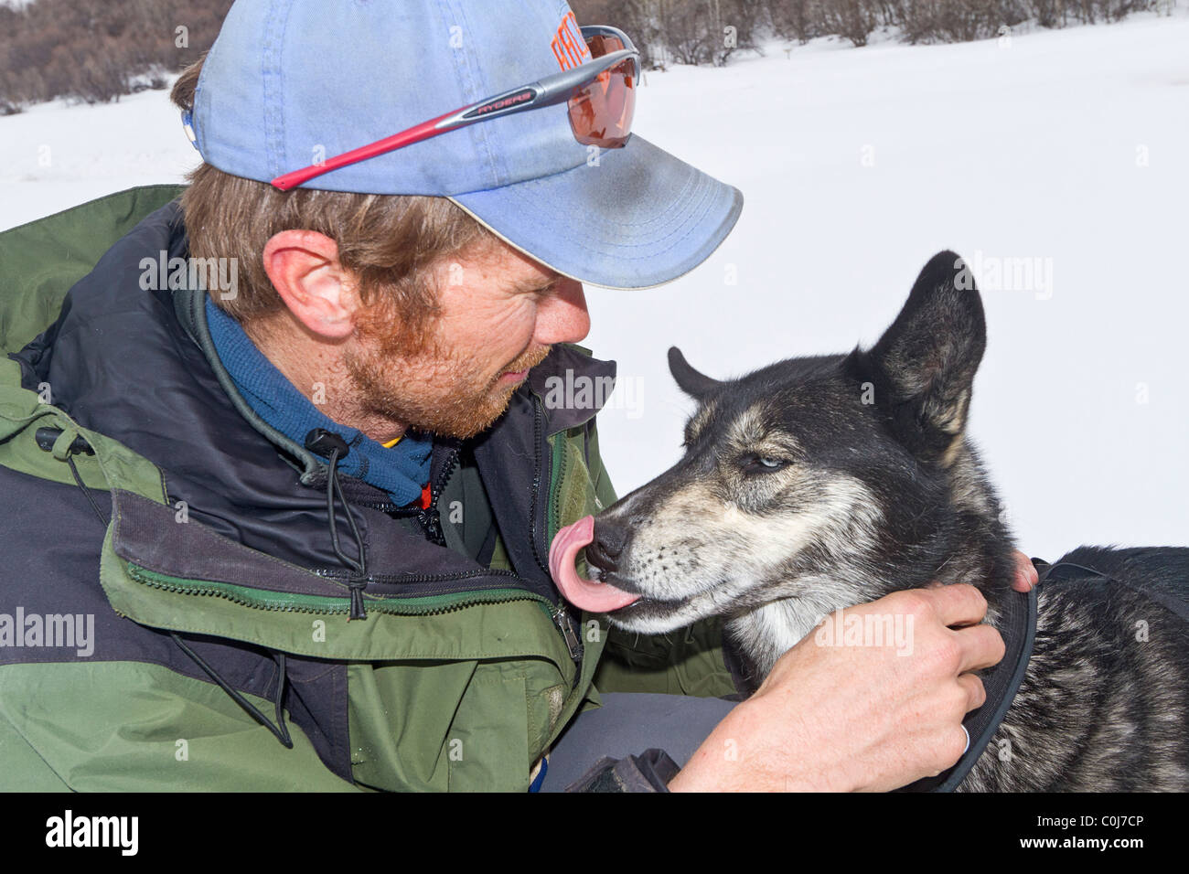 Sled Dog guida prepara i suoi cani per una corsa in una zona rurale fuori Park City, Utah. Foto Stock