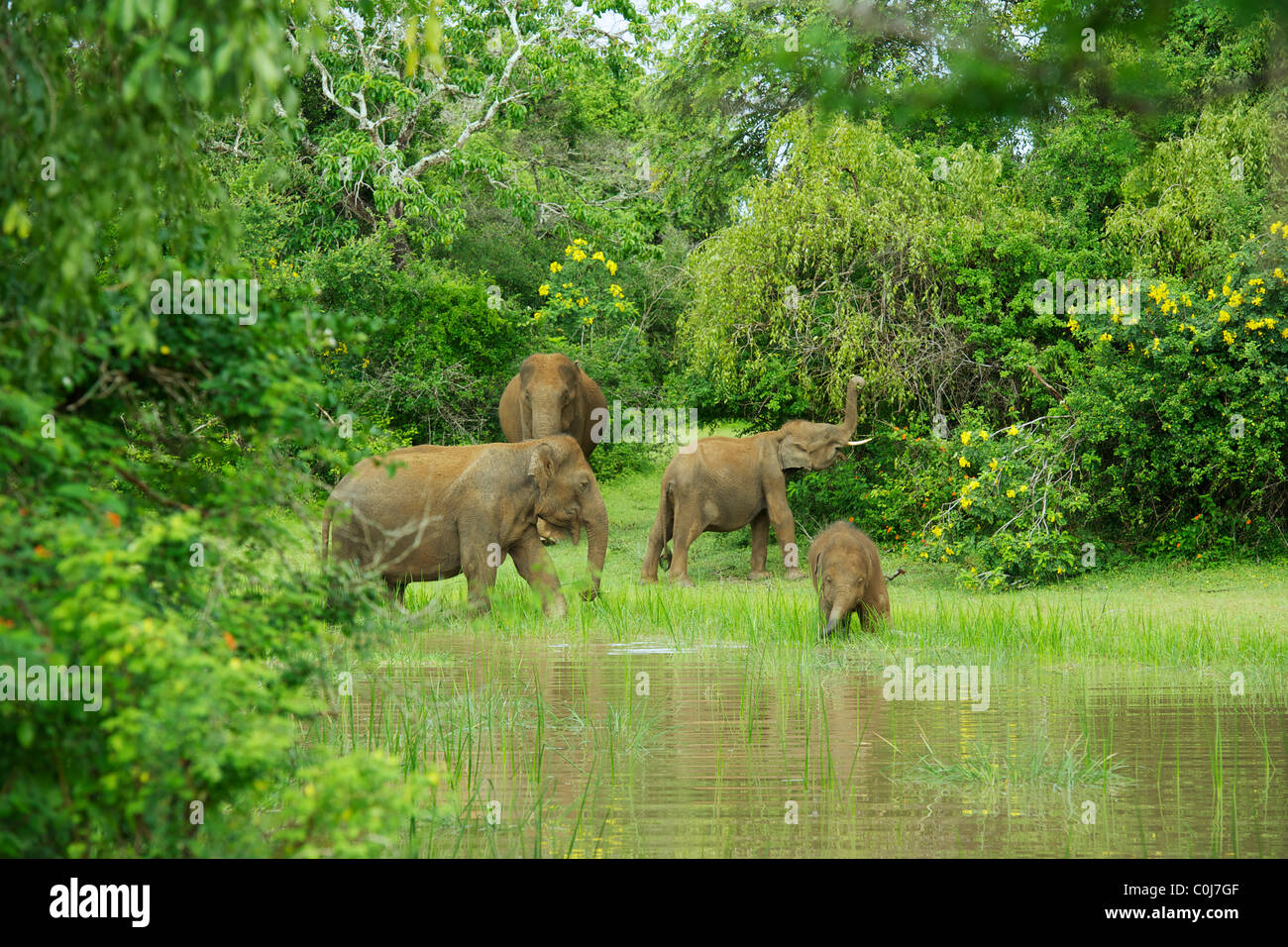 Un elefante Asiatico famiglia nella foresta Yala National Park nello Sri Lanka Foto Stock