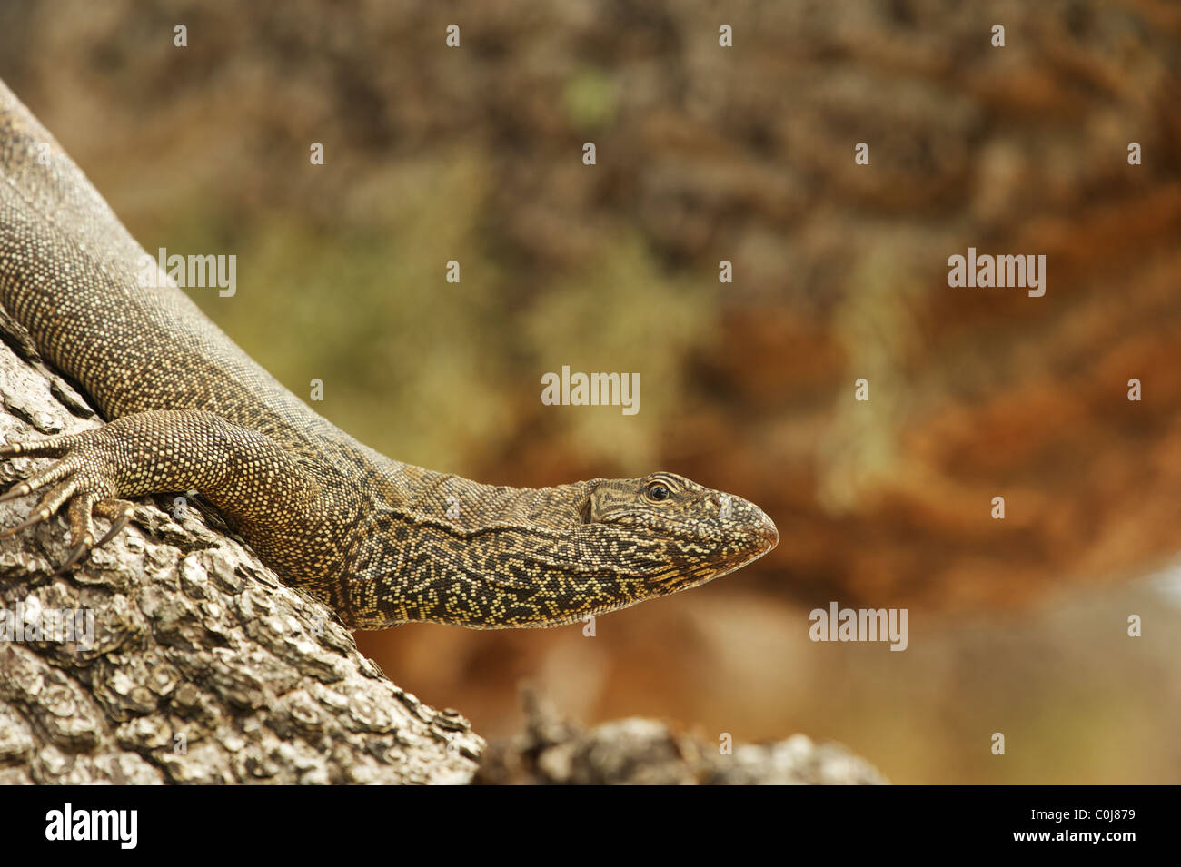 Un varani, Yala National Park nello Sri Lanka Foto Stock