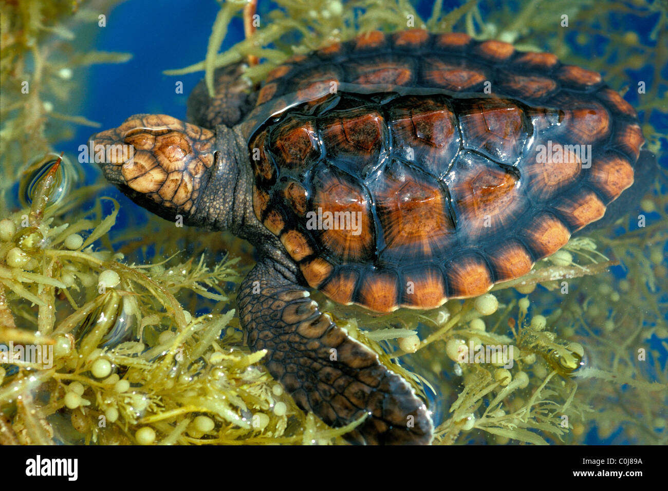 I capretti per tartarughe marine, Caretta caretta, Florida, Oceano Atlantico Foto Stock