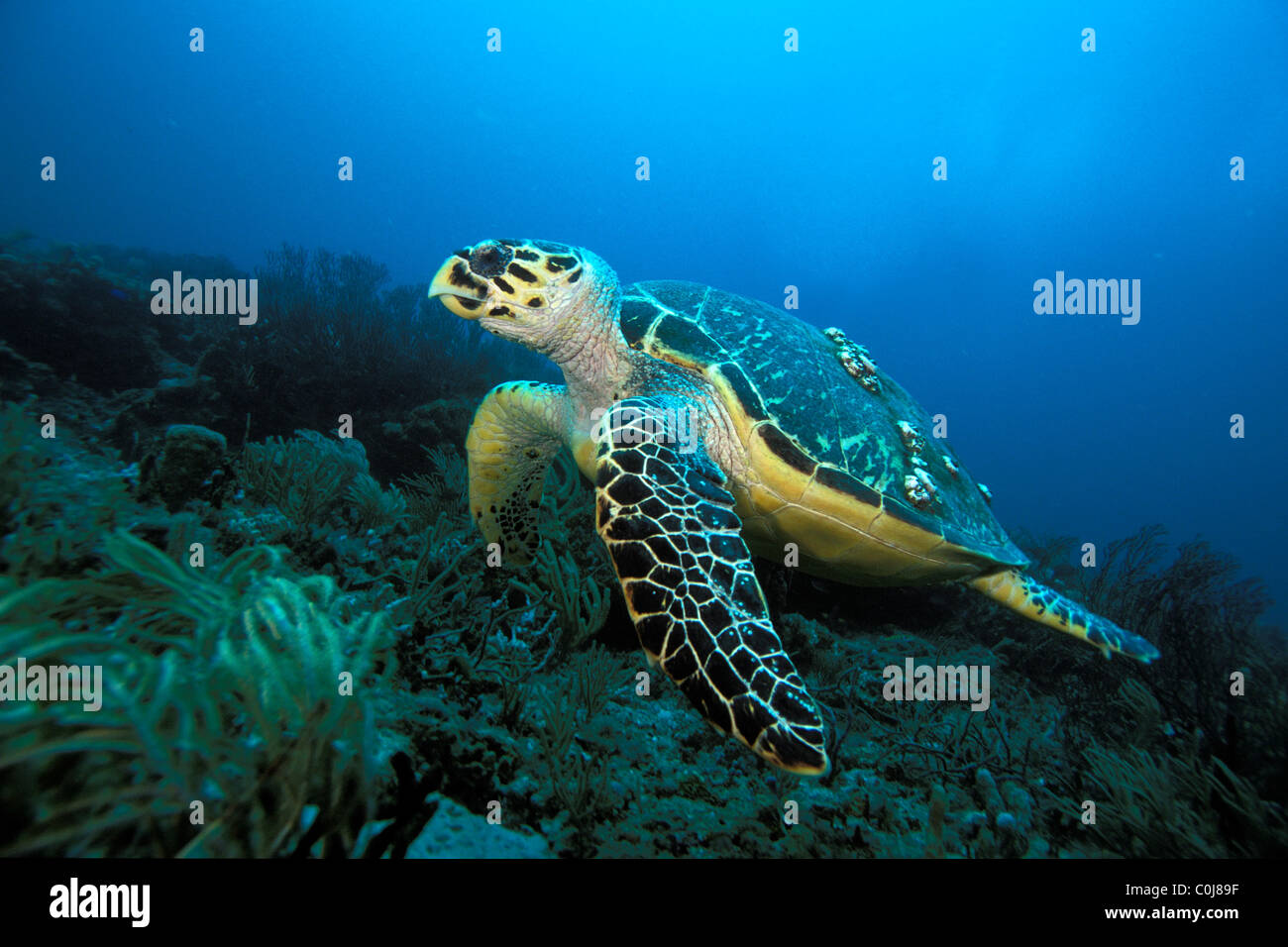 Hawskbill tartaruga di mare, Eretmochelys imbricata, Florida Foto Stock
