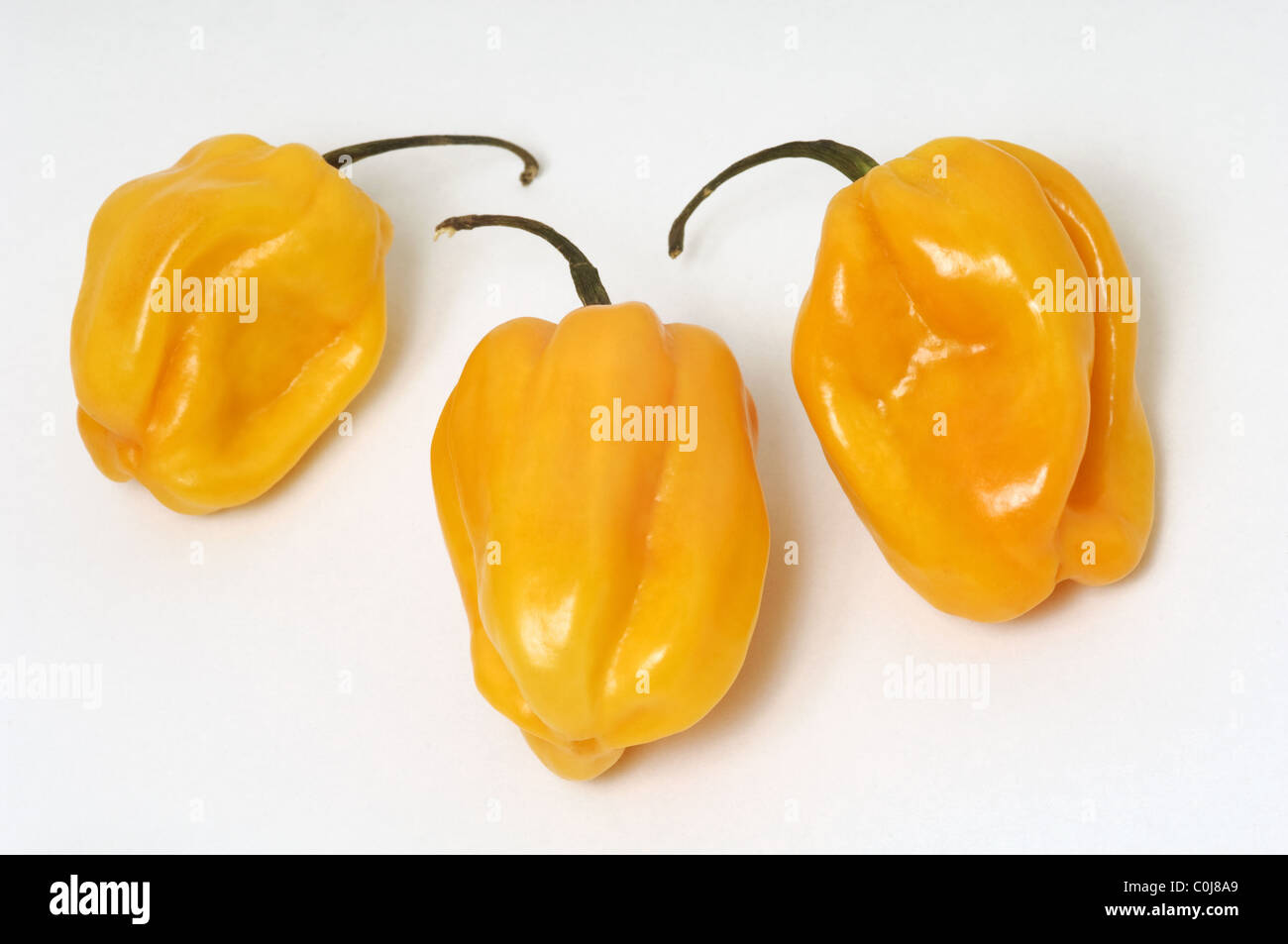 Habanero chili peppers su sfondo bianco Foto Stock
