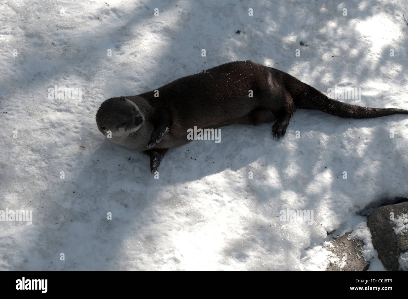 Nord America Lontra di fiume (Lutra canadensis) Foto Stock