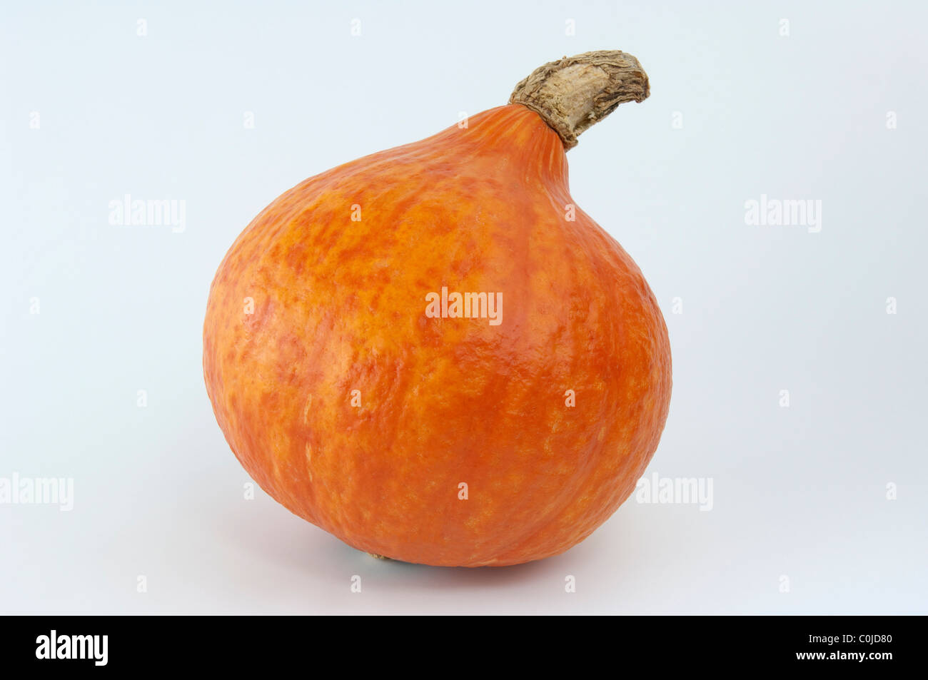 Red Kuri Squash (Cucurbita maxima Uchiki Kuri), frutta, studio immagine. Foto Stock