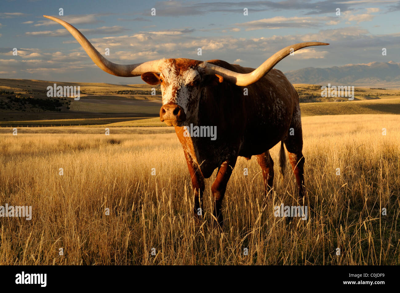 Texas longhorn al di fuori di Bozeman, MT Foto Stock