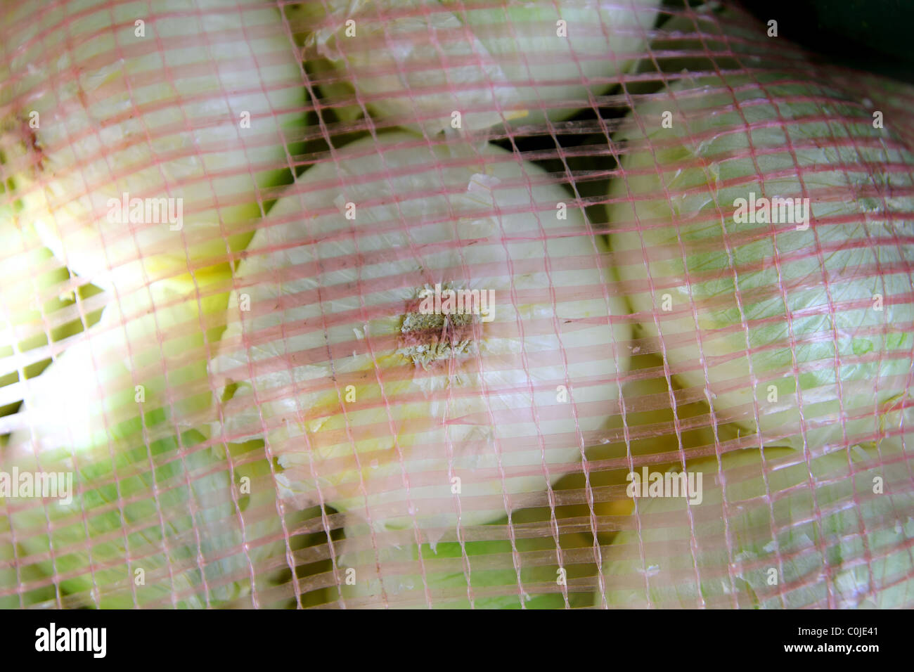 Molti onion vista dal sacco net nel mercato Foto Stock