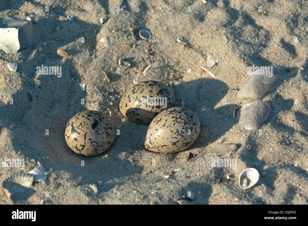 Eurasian Oystercatcher (Haematopus ostralegus), frizione nel nido di terra su di una spiaggia di sabbia. Foto Stock