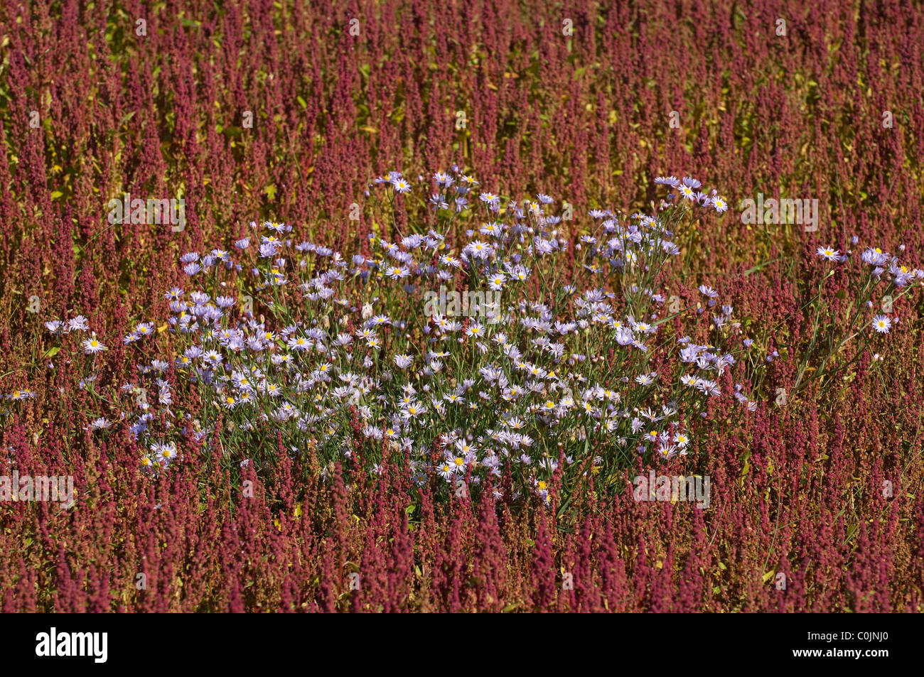 Bassa (Goosefoot Chenopodium chenopodioides), piante fiorite che circonda una patch di mare aestri (Aster tripolium) Foto Stock