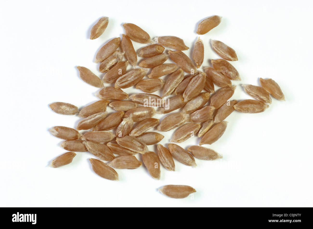 Rivetto del frumento (Triticum turgidum), semi. Studio Immagine contro uno sfondo bianco. Foto Stock