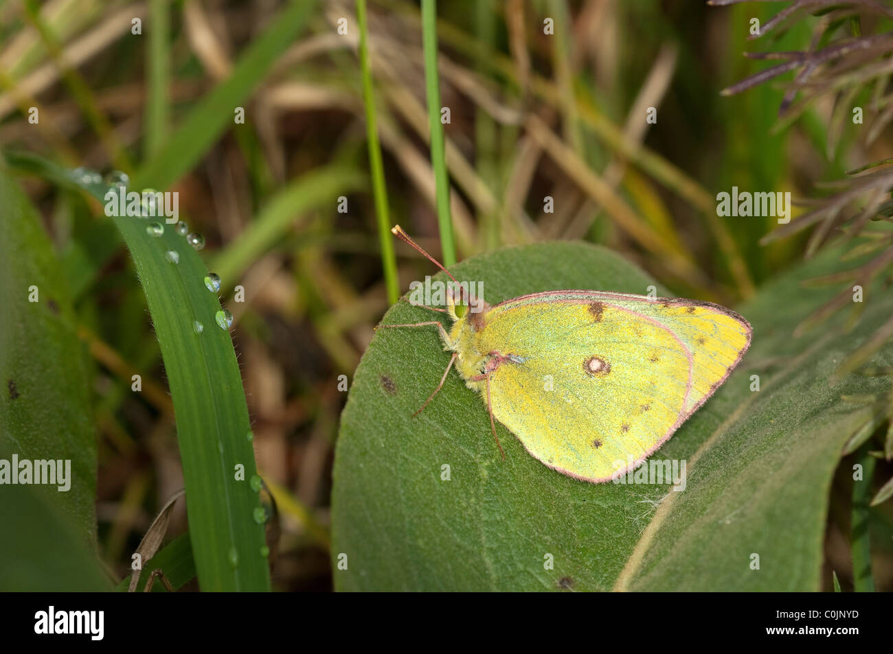 Offuscato pallido giallo (Colias hyale). Farfalla in appoggio su una foglia. Foto Stock