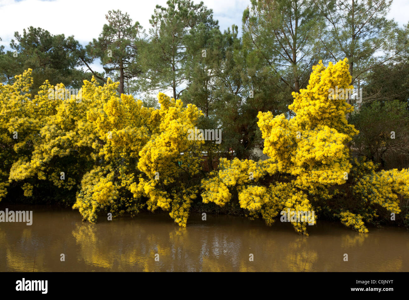 Una linea di alberi di Mimosa (Acacia dealbata) nel pieno fiore su una banca del fiume Boudigau (Francia) Une rangée de mimosas en hiver Foto Stock